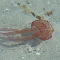 Donna muore in spiaggia per contatto di una medusa