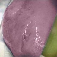 Nelle Marche  una mozzarella rosa Forse un errore di conservazione